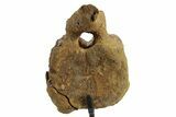 Hadrosaur (Edmontosaurus) Caudal Vertebra w/ Stand - Wyoming #377736-3